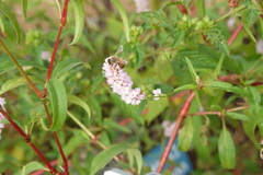 Persicaria bicornis