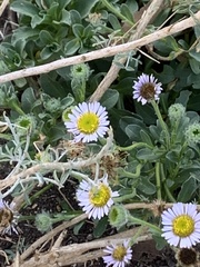 Erigeron glaucus