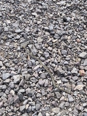 Pituophis catenifer affinis