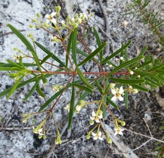 Zieria laxiflora
