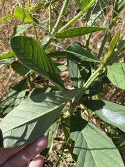 Crotalaria spectabilis
