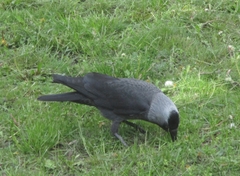 Corvus monedula