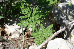 Cheilanthes leucopoda