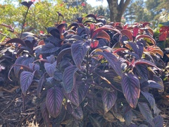 Strobilanthes