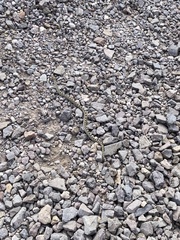 Pituophis catenifer affinis