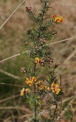 Dillwynia sieberi