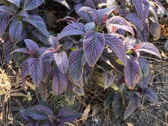 Strobilanthes