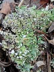 Cladonia chlorophaea