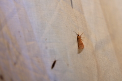 Virbia aurantiaca