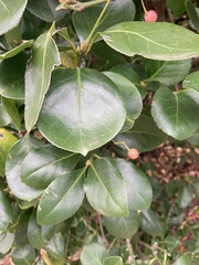 Euonymus japonicus