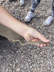 Pituophis catenifer affinis
