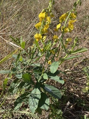 Crotalaria spectabilis