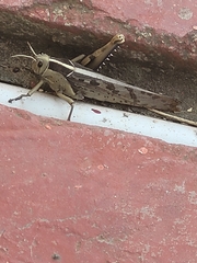 Acanthacris ruficornis