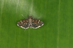 Diathrausta cacalis