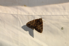 Catocala muliercula