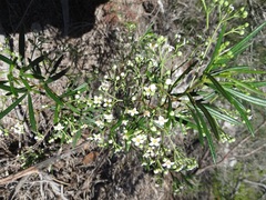 Zieria laxiflora