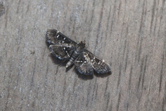 Diathrausta cacalis