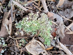 Cladonia chlorophaea