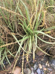 Plantago maritima juncoides