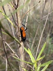 Tragidion coquus