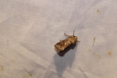 Lacinipolia meditata