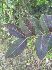 Lonicera fragrantissima