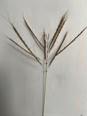 Dichanthium annulatum
