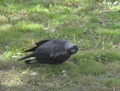 Corvus monedula