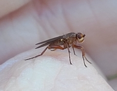 Lutomyia spurca