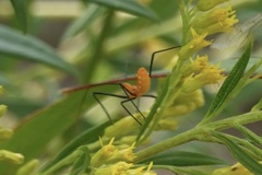 Zelus longipes
