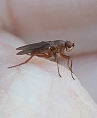 Lutomyia spurca