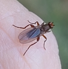 Lutomyia spurca