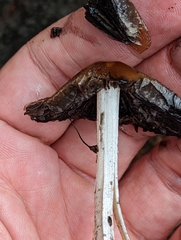 Coprinellus micaceus