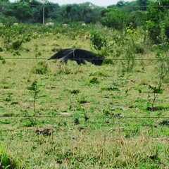 Myrmecophaga tridactyla