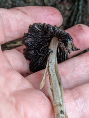 Coprinellus micaceus
