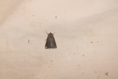 Lacinipolia meditata