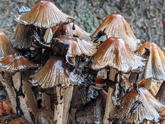 Coprinellus micaceus