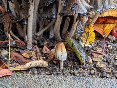 Coprinellus micaceus