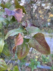 Smilax