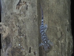 Blaesodactylus