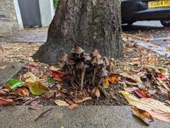 Coprinellus micaceus