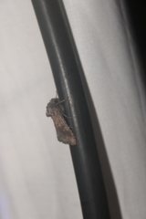 Lacinipolia meditata