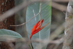 Heliconia psittacorum