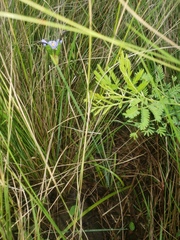 Aristea ecklonii