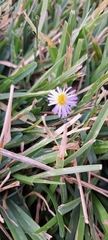 Symphyotrichum divaricatum