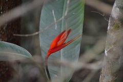 Heliconia psittacorum
