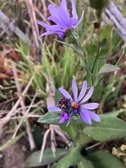 Symphyotrichum laeve