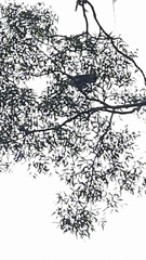 Aviceda subcristata subcristata