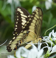 Heraclides ornythion