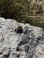 Cephenemyia